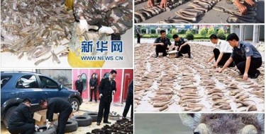 Жылама киіктің лағы!